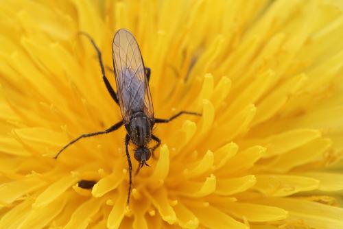 Empis sp.